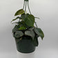 Philodendron Micans