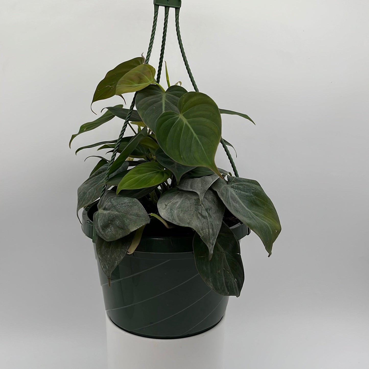 Philodendron Micans