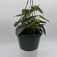 Philodendron Micans