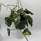 Epipremnum Pinnatum Albo Flame