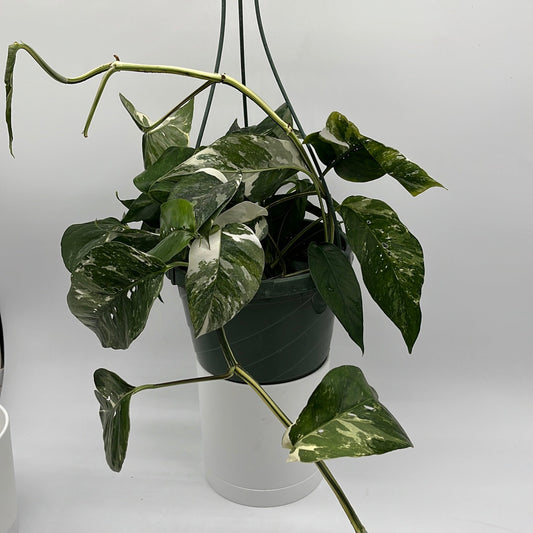 Epipremnum Pinnatum Albo Flame