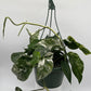 Epipremnum Pinnatum Albo Flame
