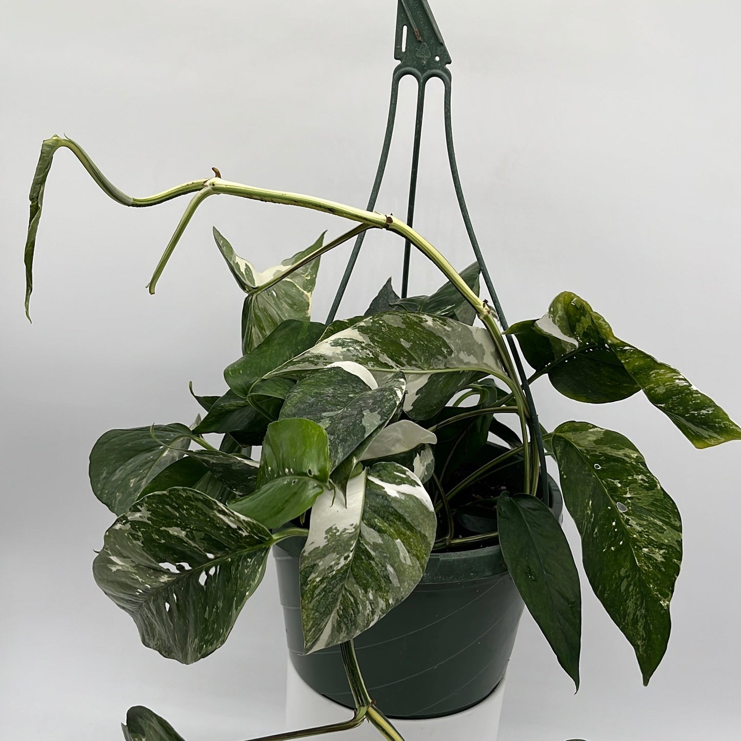 Epipremnum Pinnatum Albo Flame