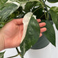 Epipremnum Pinnatum Albo Flame