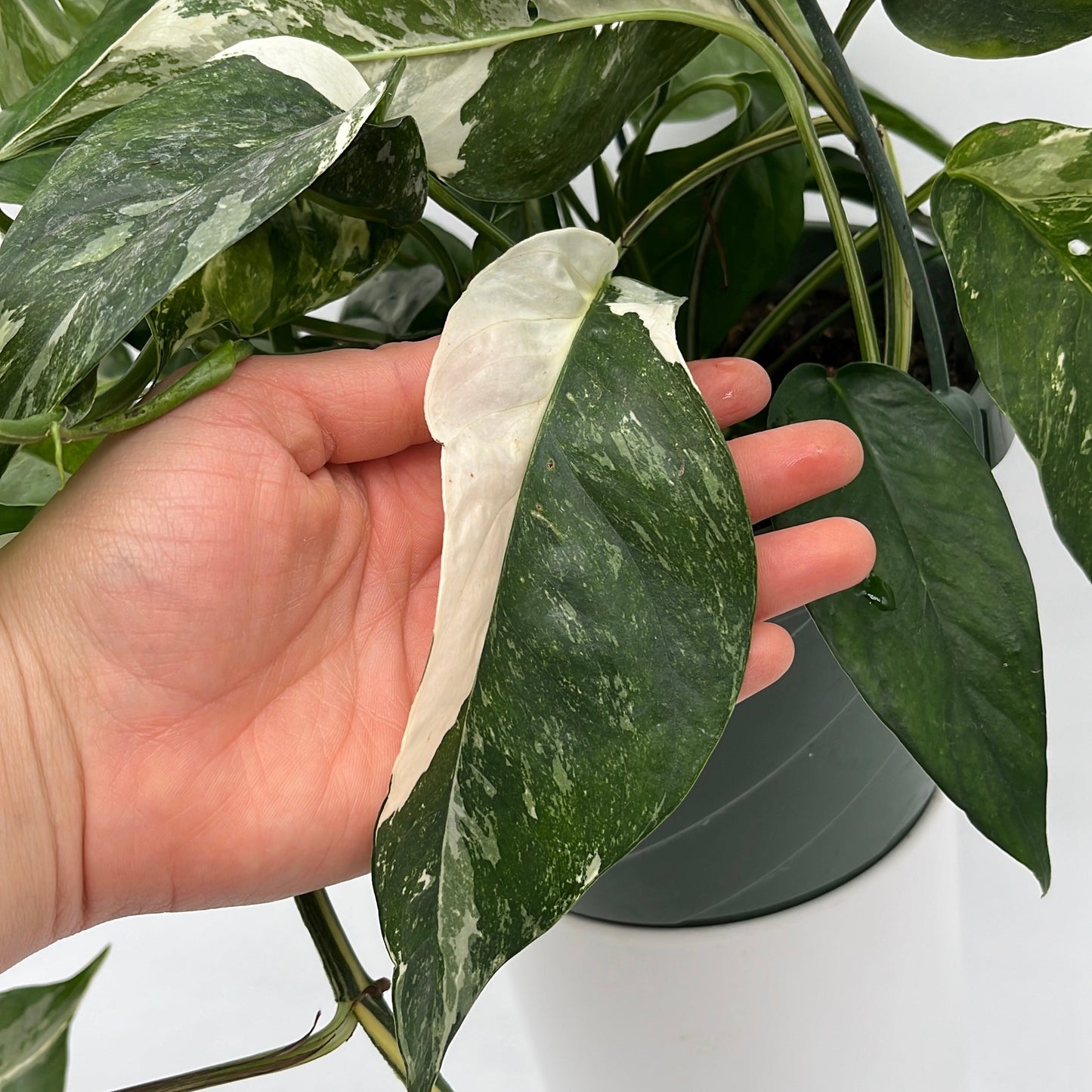 Epipremnum Pinnatum Albo Flame