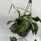 Epipremnum Pinnatum Albo Flame