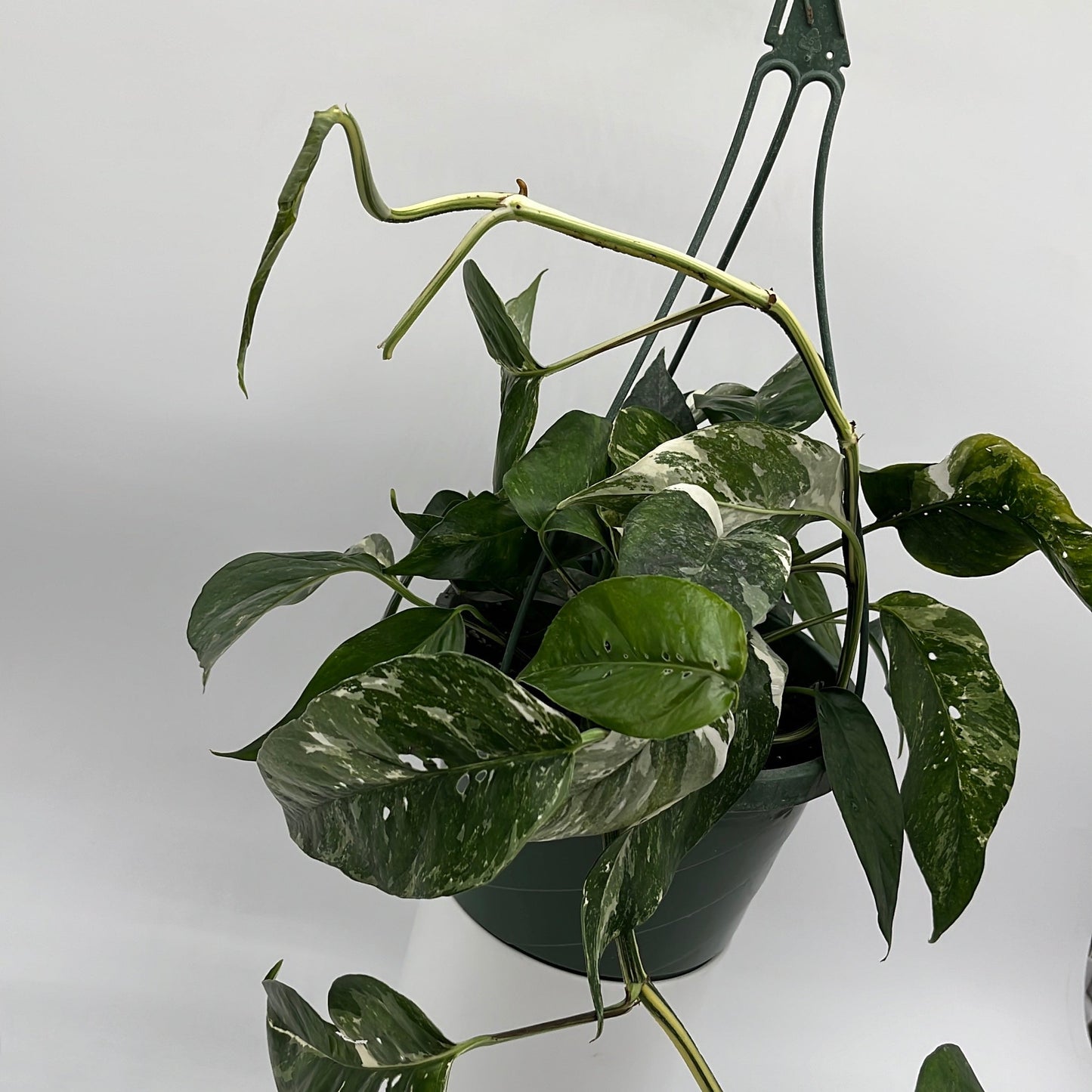 Epipremnum Pinnatum Albo Flame
