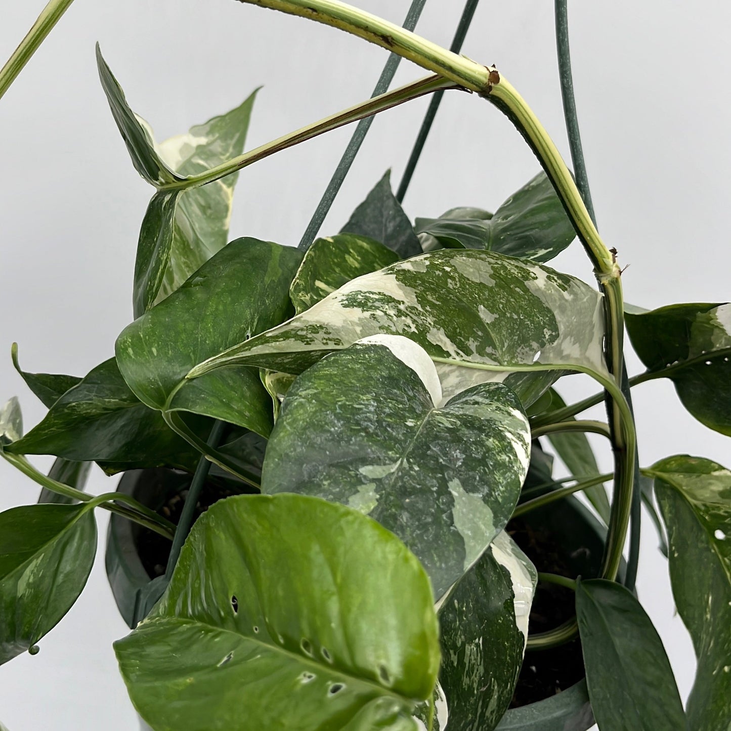 Epipremnum Pinnatum Albo Flame