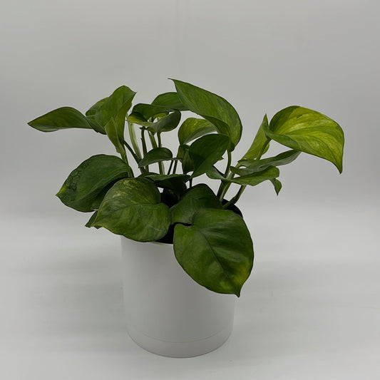 Pothos Guacamole