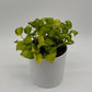 Pothos N’Joy Neon