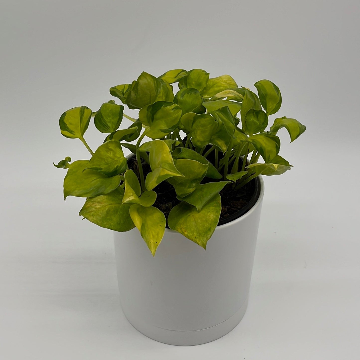 Pothos N’Joy Neon