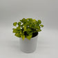 Pothos N’Joy Neon