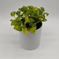 Pothos N’Joy Neon