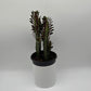 Euphorbia Trigona (Red)