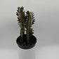 Euphorbia Trigona (Red)