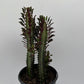 Euphorbia Trigona (Red)
