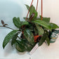 Hoya Carnosa Freckled Splash Silver Splash Wax Vine With Free Hanging Pot Twenty Percent Off
