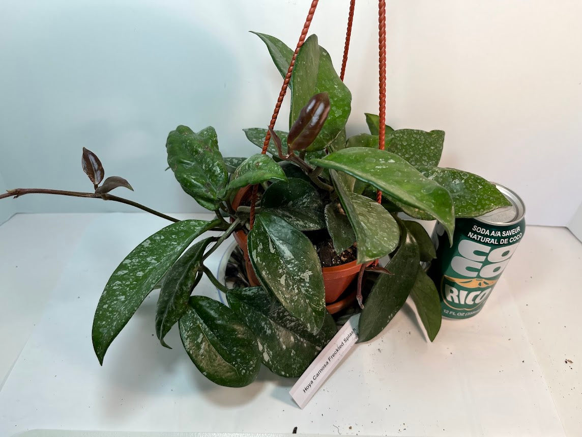 Hoya Carnosa Freckled Splash Silver Splash Wax Vine With Free Hanging Pot Twenty Percent Off