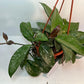 Hoya Carnosa Freckled Splash Silver Splash Wax Vine With Free Hanging Pot Twenty Percent Off