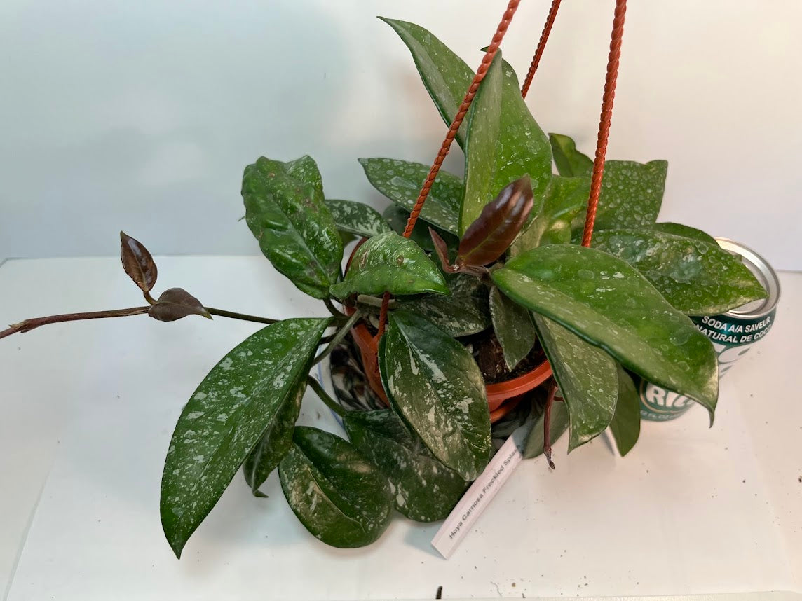 Hoya Carnosa Freckled Splash Silver Splash Wax Vine With Free Hanging Pot Twenty Percent Off