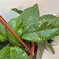 Hoya Carnosa Freckled Splash Silver Splash Wax Vine With Free Hanging Pot Twenty Percent Off