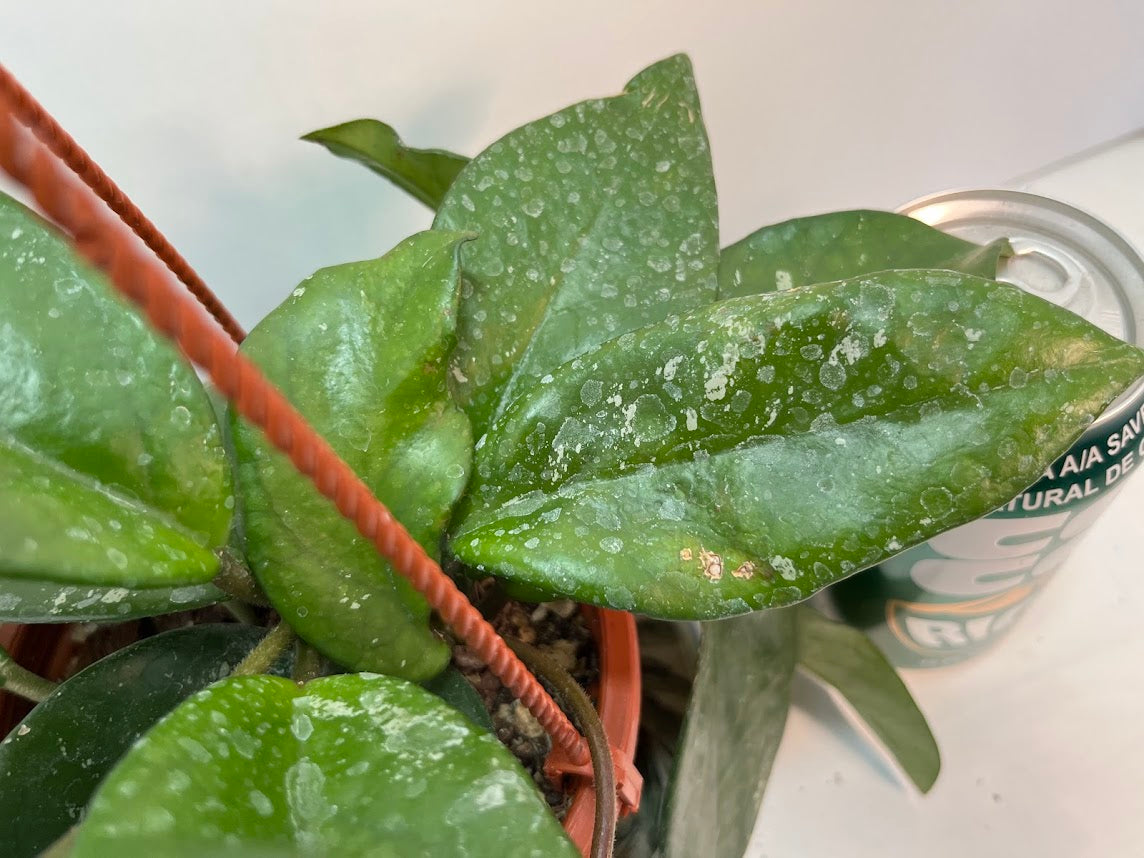Hoya Carnosa Freckled Splash Silver Splash Wax Vine With Free Hanging Pot Twenty Percent Off
