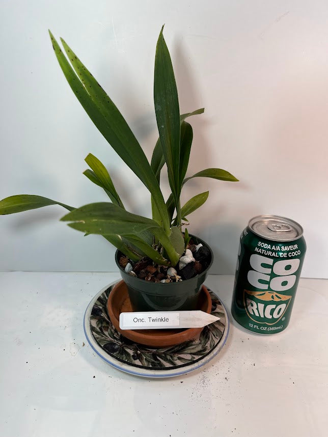 Compact Oncidium Twinkle Orchid Fragrance Fantasy I not in bloom | 20% OFF