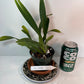 Compact Oncidium Twinkle Orchid Fragrance Fantasy I not in bloom | 20% OFF