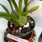 Compact Oncidium Twinkle Orchid Fragrance Fantasy I not in bloom | 20% OFF