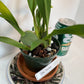 Compact Oncidium Twinkle Orchid Fragrance Fantasy I not in bloom | 20% OFF