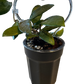 Self Watering Pots 4" Black