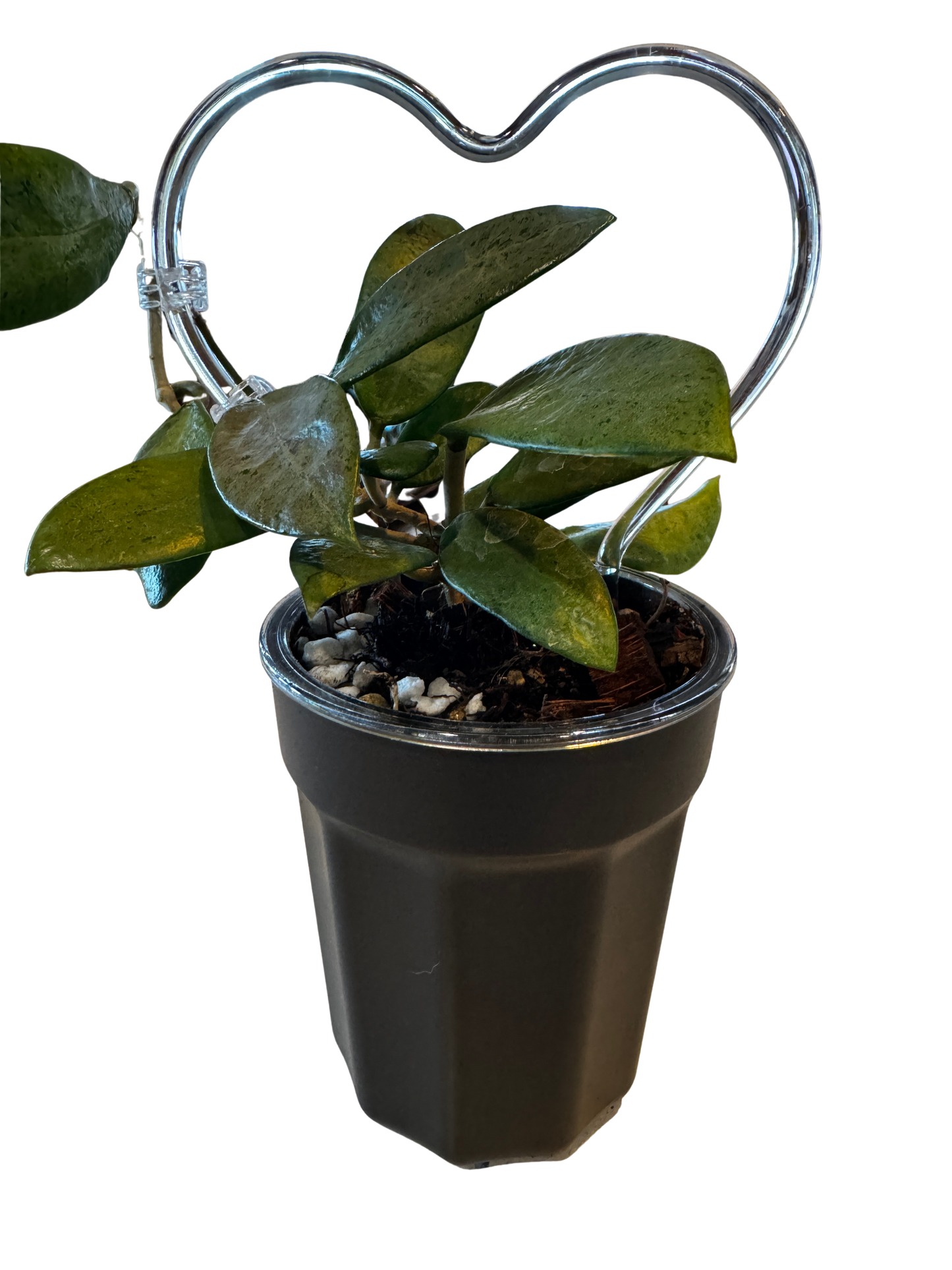 Self Watering Pots 4" Black