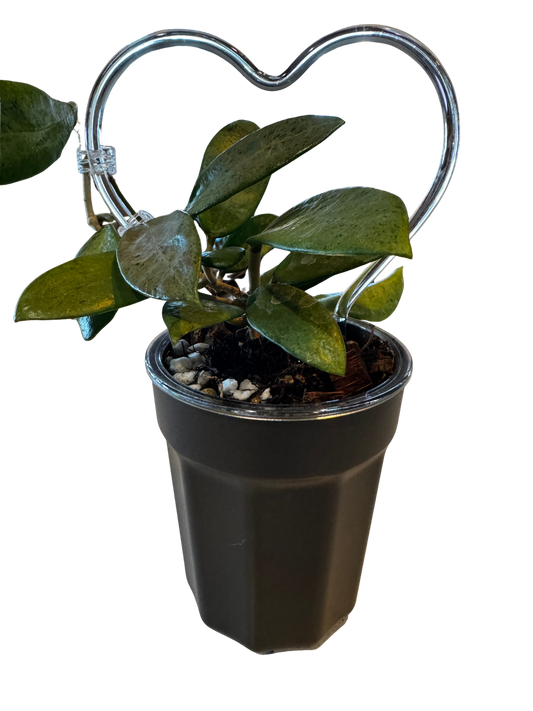 Self Watering Pots 4" Black