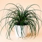 Ponytail Palm