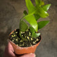 Shark Tooth Cactus
