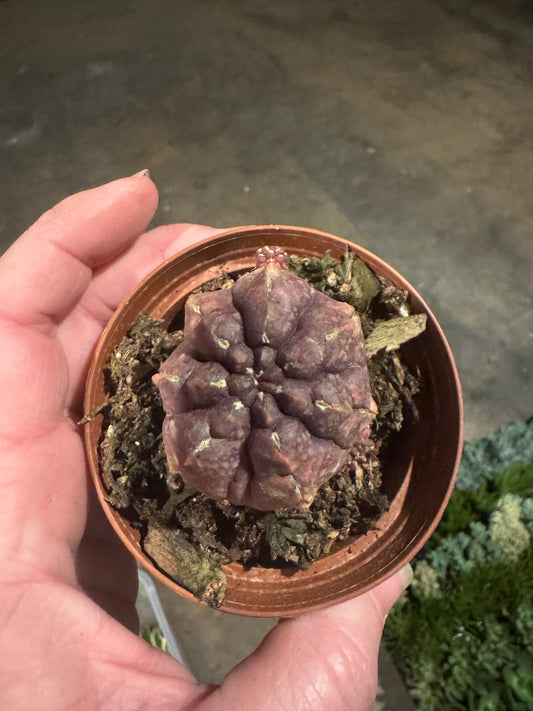 Cactus "Daydream"