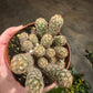 Gold Lace Cactus