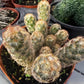 Gold Lace Cactus