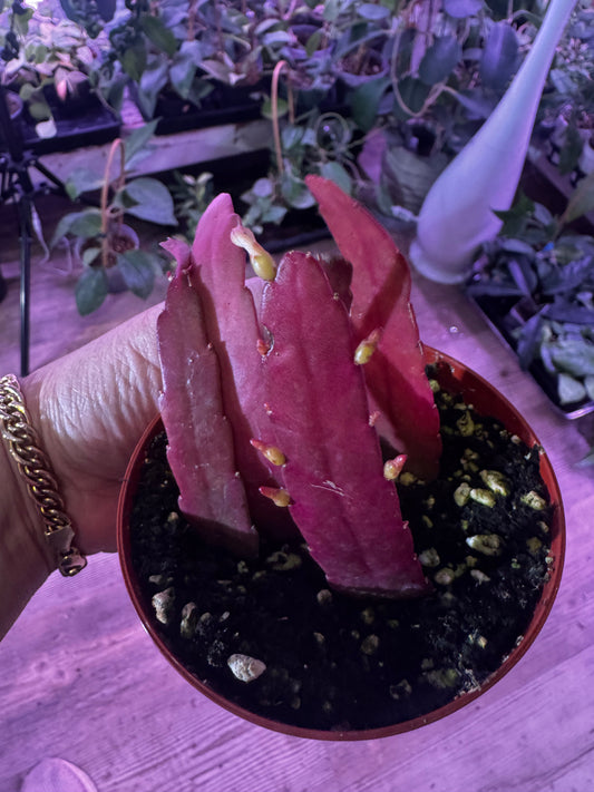 Pseudorhipsalis Ramulosa (Pink Jungle Cactus)