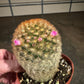 Bristle Brush Cactus
