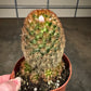 Bristle Brush Cactus