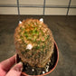 Bristle Brush Cactus