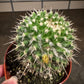 Pincushion Cactus