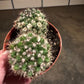Pincushion Cactus
