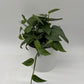 Pothos Cebu Blue