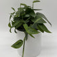 Pothos Cebu Blue