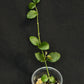 Hoya sp amber of borneo, rare, cute small leaves