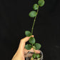 Hoya sp amber of borneo, rare, cute small leaves