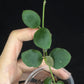 Hoya sp amber of borneo, rare, cute small leaves