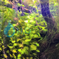Creeping Jenny